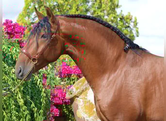 PRE Mestizo, Semental, 3 años, 168 cm, Castaño