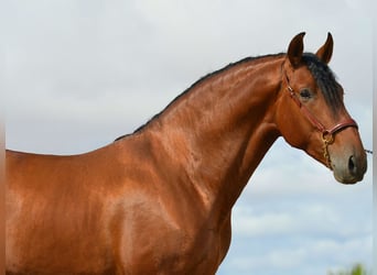 PRE Mestizo, Semental, 3 años, 168 cm, Castaño