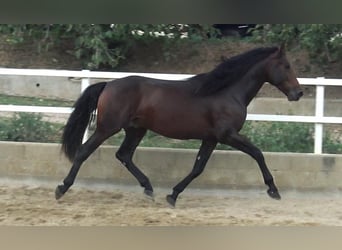 PRE Mestizo, Semental, 3 años, 168 cm, Castaño