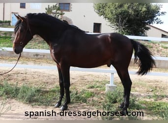 PRE Mestizo, Semental, 3 años, 168 cm, Castaño oscuro