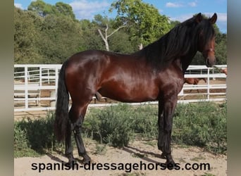 PRE Mestizo, Semental, 3 años, 168 cm, Castaño oscuro