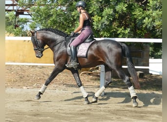 PRE, Semental, 3 años, 168 cm, Castaño oscuro