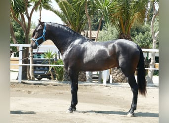 PRE, Semental, 3 años, 168 cm, Castaño oscuro