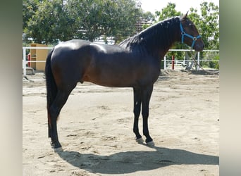 PRE, Semental, 3 años, 168 cm, Castaño oscuro