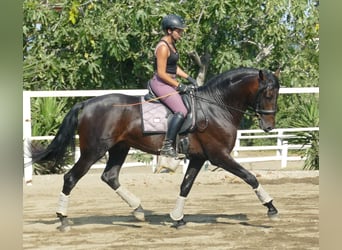 PRE, Semental, 3 años, 168 cm, Castaño oscuro