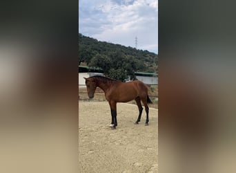 PRE, Semental, 3 años, 168 cm, Castaño rojizo