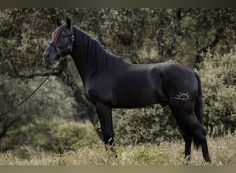 PRE, Semental, 3 años, 168 cm, Negro
