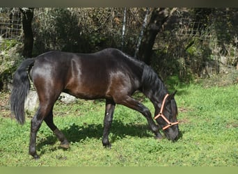 PRE, Semental, 3 años, 168 cm, Negro