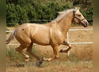 PRE Mestizo, Semental, 3 años, 168 cm, Overo-todas las-capas