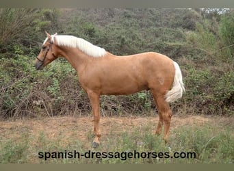 PRE Mestizo, Semental, 3 años, 168 cm, Palomino