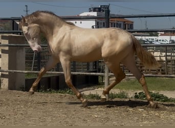PRE Mestizo, Semental, 3 años, 168 cm, Perlino