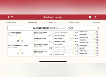 PRE, Semental, 3 años, 168 cm, Tordo