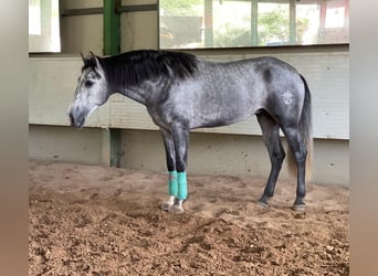 PRE Mestizo, Semental, 3 años, 168 cm, Tordo rodado