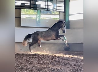 PRE Mestizo, Semental, 3 años, 168 cm, Tordo rodado