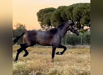 PRE Mestizo, Semental, 3 años, 168 cm, Tordo rodado
