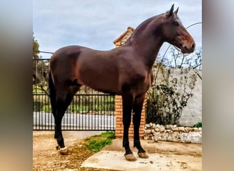 PRE Mestizo, Semental, 3 años, 169 cm, Morcillo