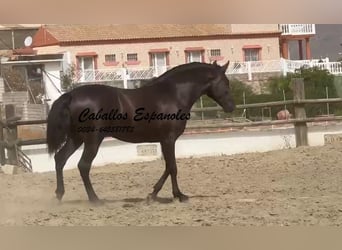 PRE Mestizo, Semental, 3 años, 169 cm, Negro
