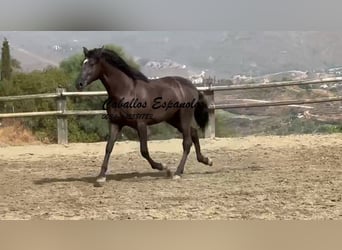 PRE Mestizo, Semental, 3 años, 169 cm, Negro