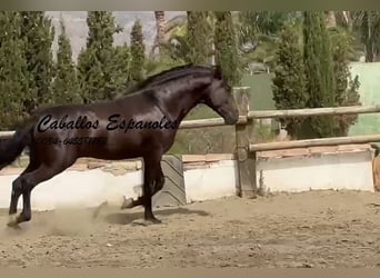 PRE Mestizo, Semental, 3 años, 169 cm, Negro