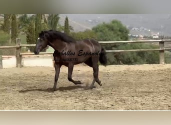 PRE Mestizo, Semental, 3 años, 169 cm, Negro