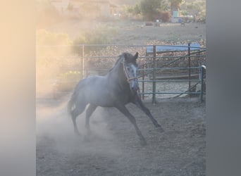 PRE Mestizo, Semental, 3 años, 169 cm, Tordo