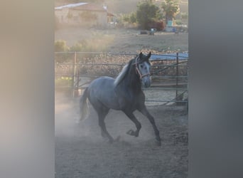 PRE Mestizo, Semental, 3 años, 169 cm, Tordo