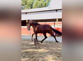 PRE, Semental, 3 años, 170 cm, Alazán