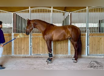 PRE, Semental, 3 años, 170 cm, Alazán