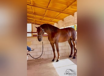 PRE, Semental, 3 años, 170 cm, Alazán