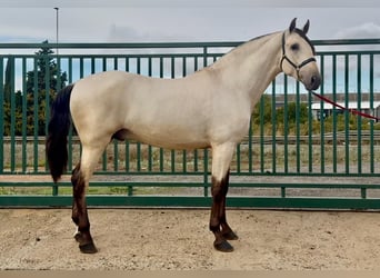 PRE, Semental, 3 años, 170 cm, Buckskin/Bayo