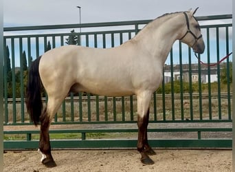 PRE, Semental, 3 años, 170 cm, Buckskin/Bayo