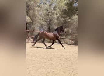 PRE, Semental, 3 años, 170 cm, Castaño