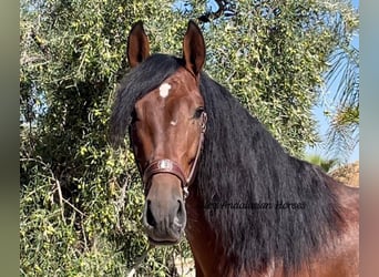 PRE Mestizo, Semental, 3 años, 170 cm, Castaño
