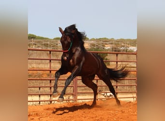 PRE Mestizo, Semental, 3 años, 170 cm, Castaño