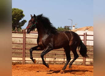 PRE Mestizo, Semental, 3 años, 170 cm, Castaño