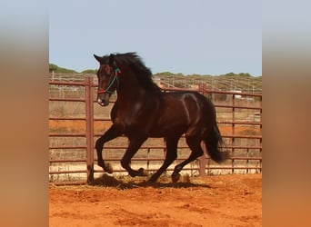 PRE Mestizo, Semental, 3 años, 170 cm, Castaño