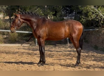 PRE Mestizo, Semental, 3 años, 170 cm, Castaño
