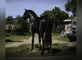 PRE Mestizo, Semental, 3 años, 170 cm, Negro