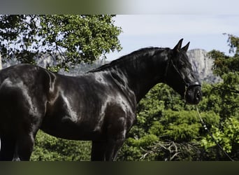 PRE Mestizo, Semental, 3 años, 170 cm, Negro
