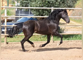 PRE Mestizo, Semental, 3 años, 170 cm, Negro