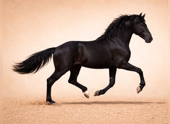 PRE Mestizo, Semental, 3 años, 170 cm, Negro