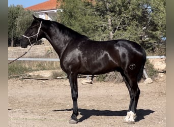 PRE Mestizo, Semental, 3 años, 170 cm, Negro