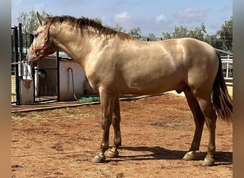 PRE Mestizo, Semental, 3 años, 170 cm, Perlino