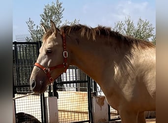 PRE Mestizo, Semental, 3 años, 170 cm, Perlino