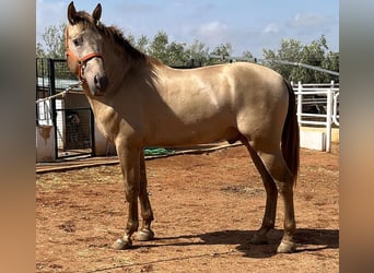 PRE Mestizo, Semental, 3 años, 170 cm, Perlino