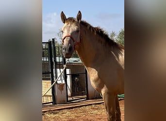 PRE Mestizo, Semental, 3 años, 170 cm, Perlino