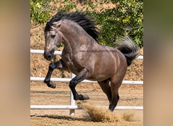 PRE Mestizo, Semental, 3 años, 170 cm, Tordo