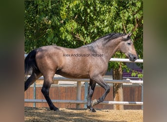PRE Mestizo, Semental, 3 años, 170 cm, Tordo