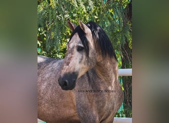 PRE Mestizo, Semental, 3 años, 170 cm, Tordo