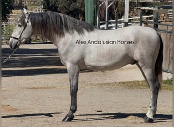 PRE Mestizo, Semental, 3 años, 170 cm, Tordo